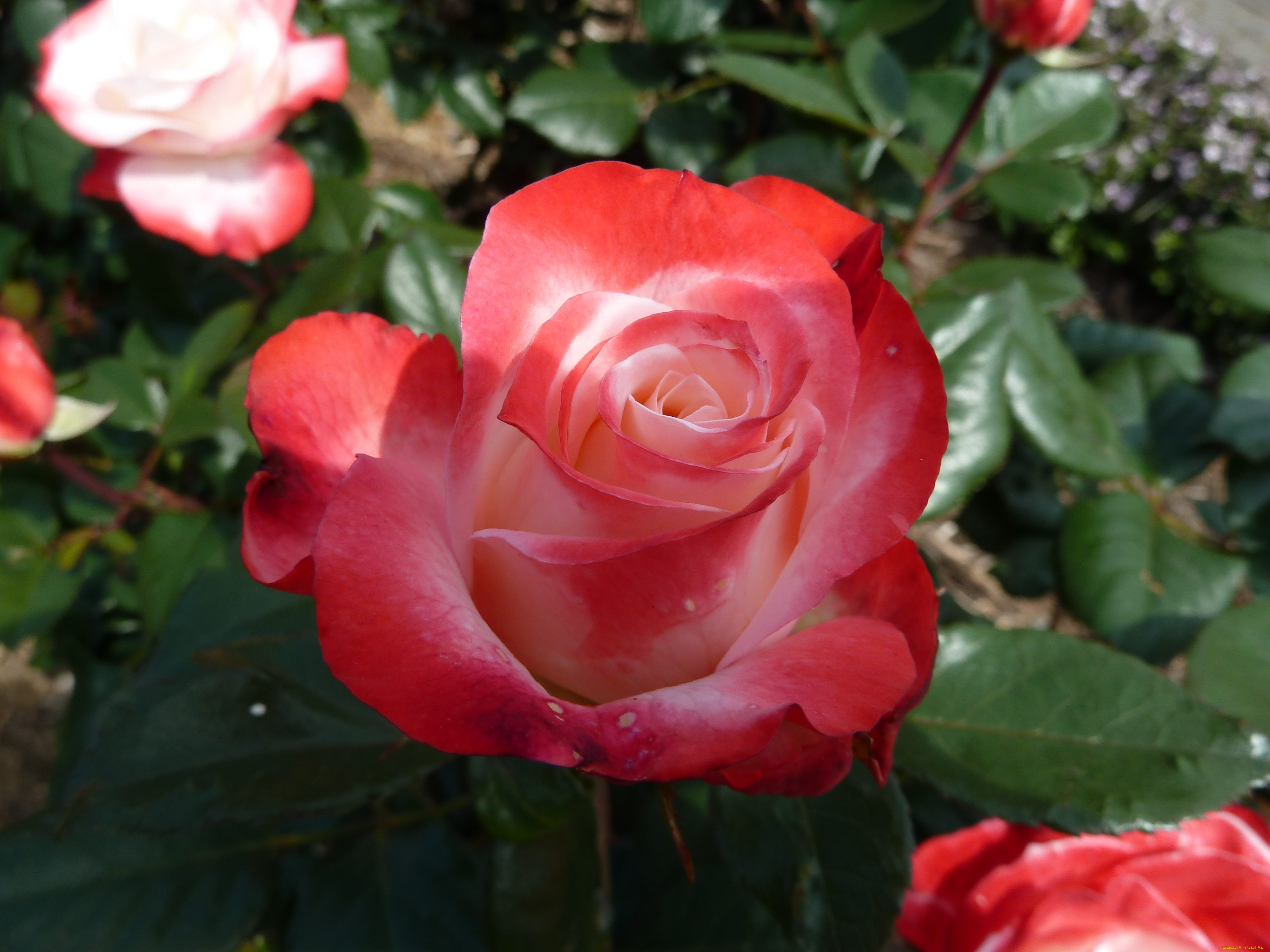 Жозефина роза мир цветов